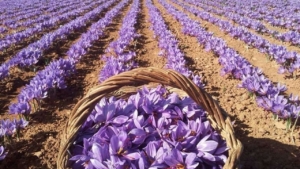 Harvesting Saffron