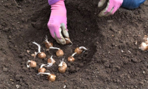 Cultivation of Saffron