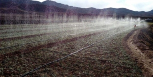 Stages of saffron irrigation