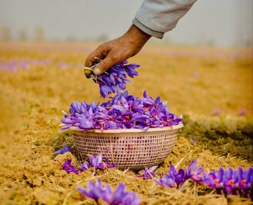 Saffron Land