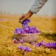 Saffron Land